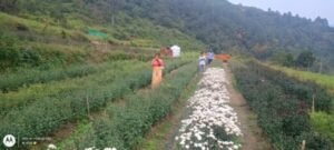 बंजर भूमि बनी फूलों की घाटी : कल्जीखाल का कुण्ड गांव बना रिवर्स माइग्रेशन व सहकारिता का मॉडल, जो बदल रहा है पहाड़ों की तस्वीर!