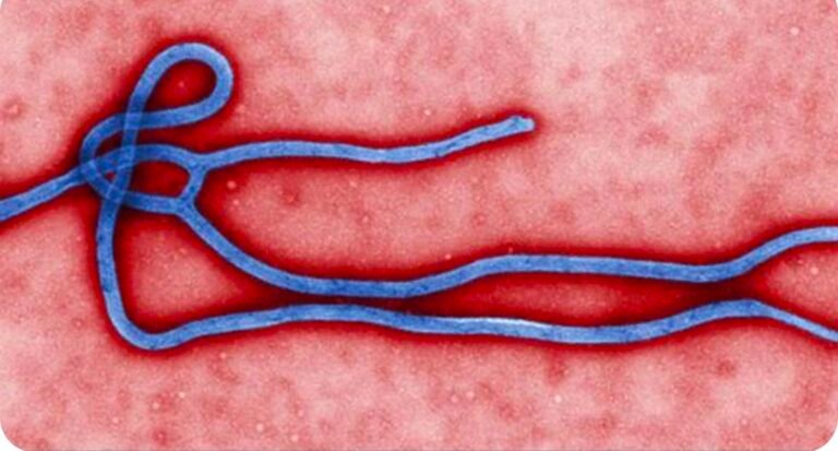 उत्तराखंड में Ebola Virus को लेकर अलर्ट, स्वास्थ्य विभाग ने जारी की एडवाइजरी